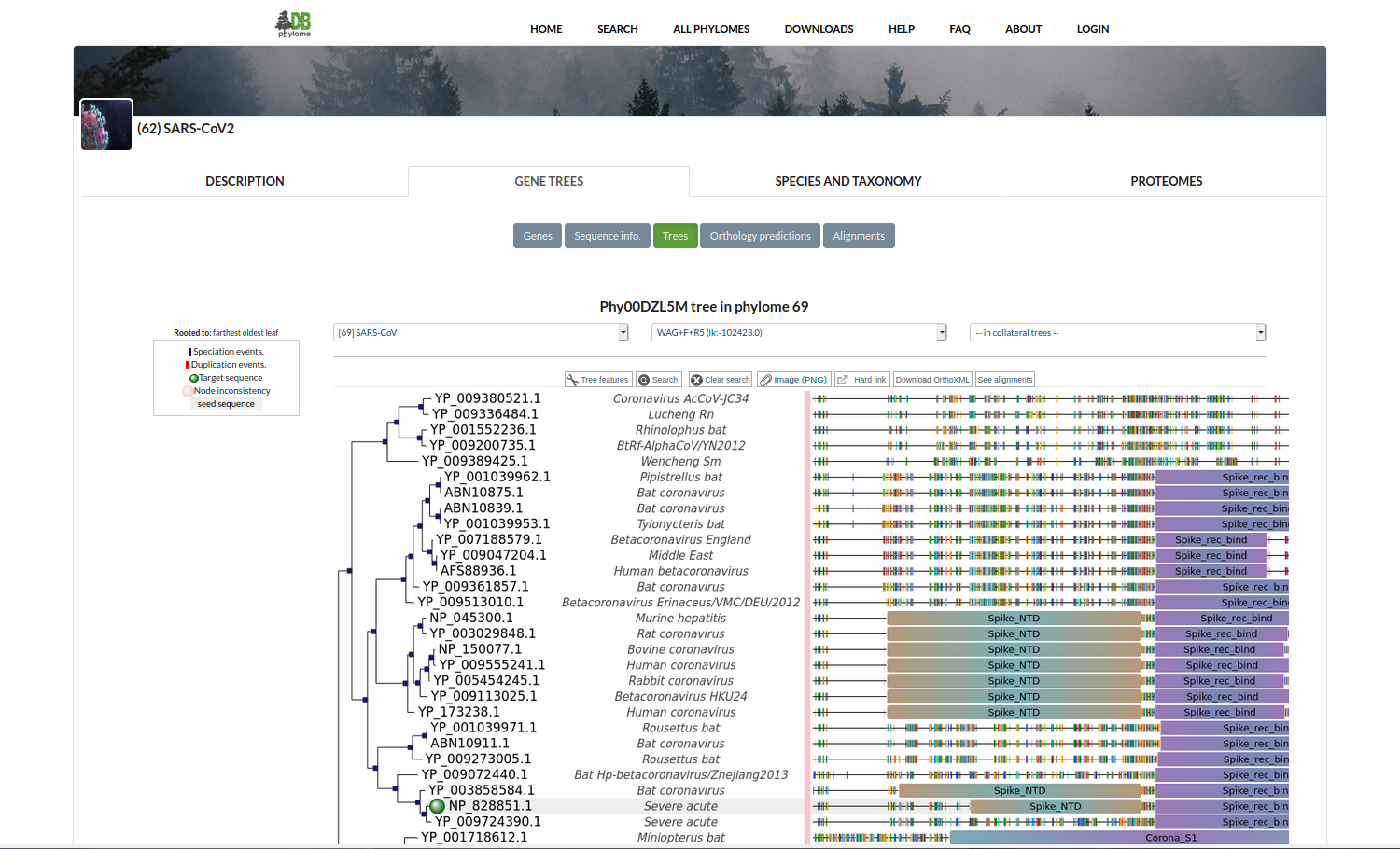 Coronavirus Phylomes